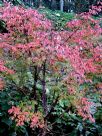 Acer griseum