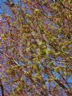 Acer palmatum Sango-kaku