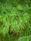 Acer palmatum Dissectum Group