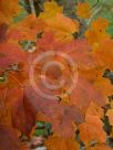 Acer saccharum