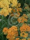 Achillea Terracotta