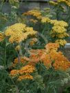 Achillea Terracotta