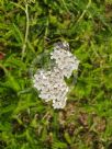 Achillea millefolium