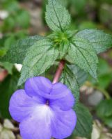 Achimenes longiflora