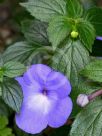 Achimenes longiflora