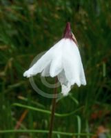 Acis autumnalis