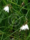 Acis autumnalis