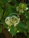 Acokanthera oblongifolia