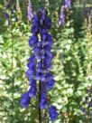 Aconitum napellus