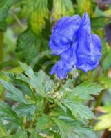 Aconitum carmichaelii