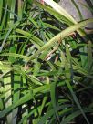 Acorus calamus