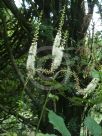 Actaea racemosa