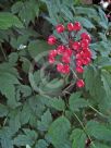 Actaea rubra