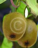 Actinidia chinensis