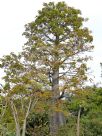 Adansonia digitata