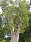 Adansonia gregorii