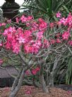 Adenium obesum