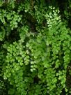 Adiantum capillus-veneris