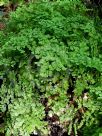 Adiantum capillus-veneris