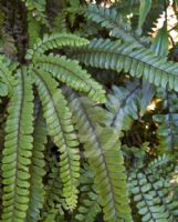 Adiantum hispidulum