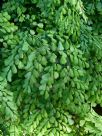 Adiantum venustum