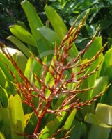 Aechmea blanchetiana