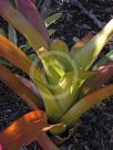 Aechmea blanchetiana