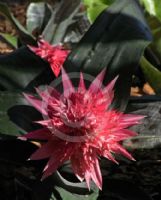 Aechmea fasciata