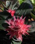 Aechmea fasciata