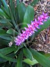 Aechmea gamosepala