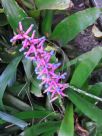 Aechmea gamosepala