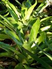 Aechmea mexicana