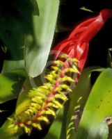 Aechmea nudicaulis