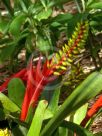 Aechmea nudicaulis