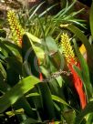 Aechmea nudicaulis