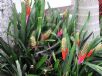 Aechmea nudicaulis