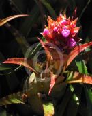 Aechmea recurvata