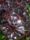 Aeonium arboreum Zwartkop