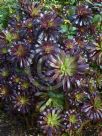 Aeonium arboreum Zwartkop