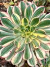 Aeonium Sunburst