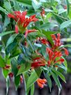 Aeschynanthus pulcher