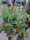 Aeschynanthus pulcher