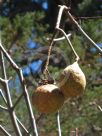 Aesculus californica