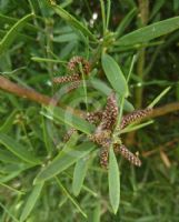 Afrocarpus falcatus