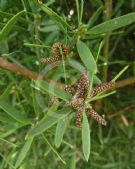 Afrocarpus falcatus