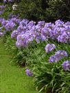 Agapanthus praecox