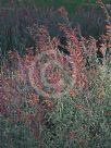 Agastache aurantiaca Apricot Sprite