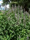 Agastache foeniculum