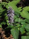 Agastache rugosa