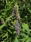 Agastache rugosa